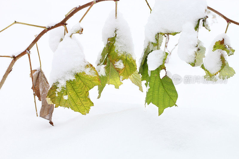 雪和树