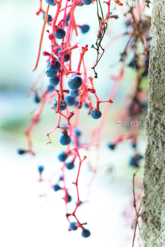 葡萄常青藤蓝色水果特写秋天