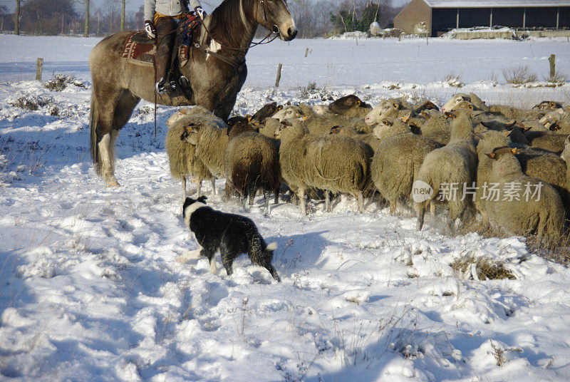 牧羊犬在行动