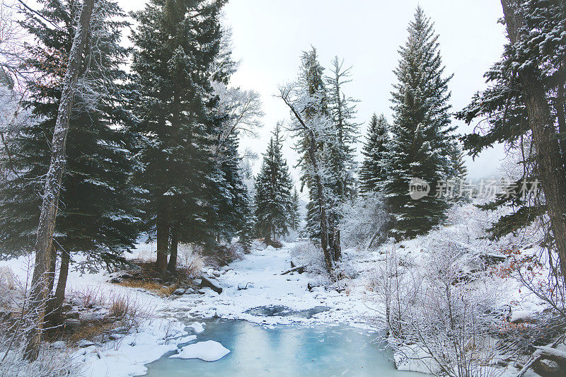 白色风景-科罗拉多州西部高海拔冬季降雪