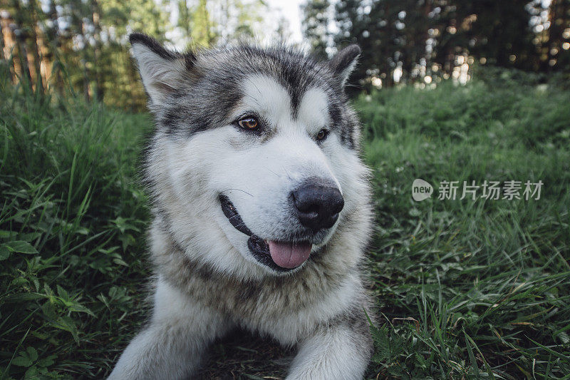 美丽的雪橇犬躺在草地上，戴着gps项圈