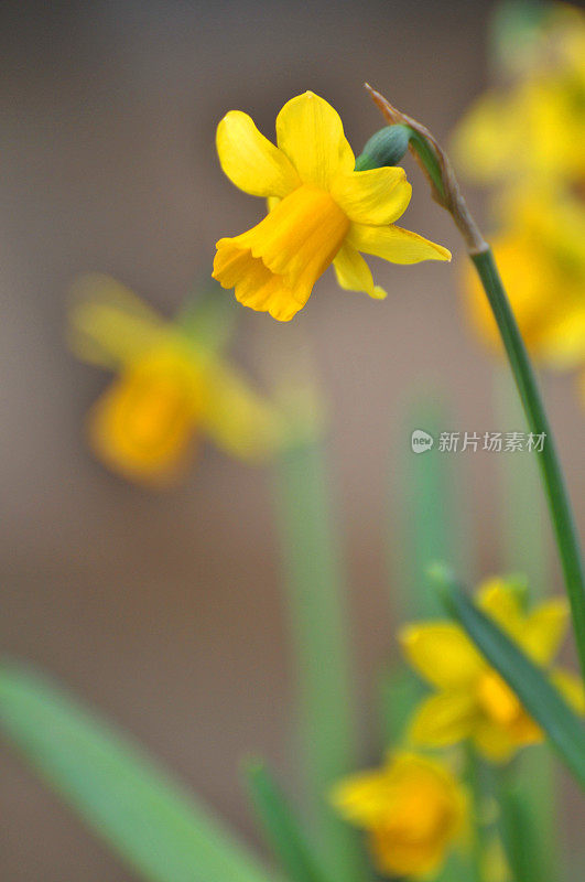 水仙花儿