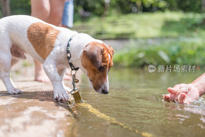 亚洲家庭玩好玩的杰克罗素梗狗在瀑布在夏天的早晨