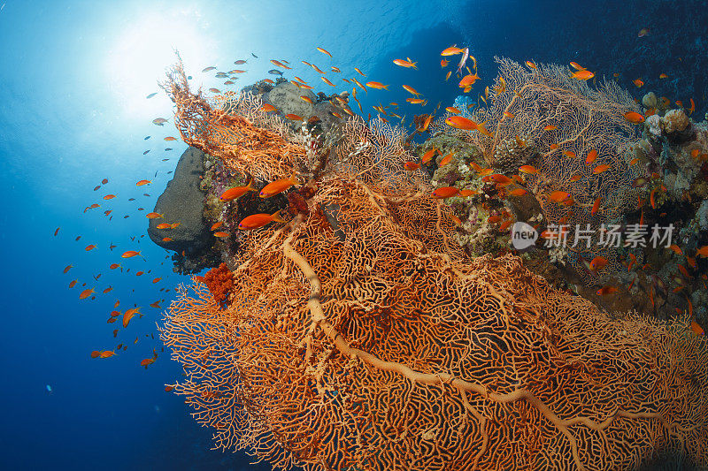 橙色的珊瑚礁橙色的鱼群红海自然和野生动物水下海洋生物水肺潜水员的观点水下照片