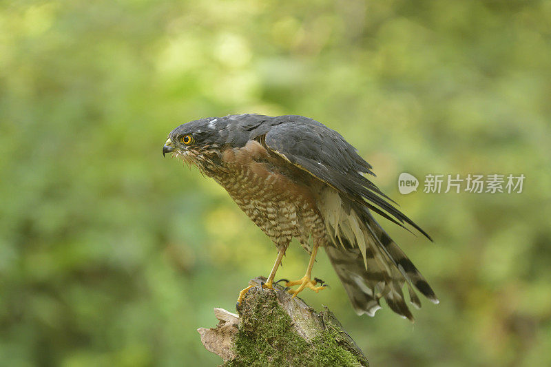 雄性雀鹰(鹰)