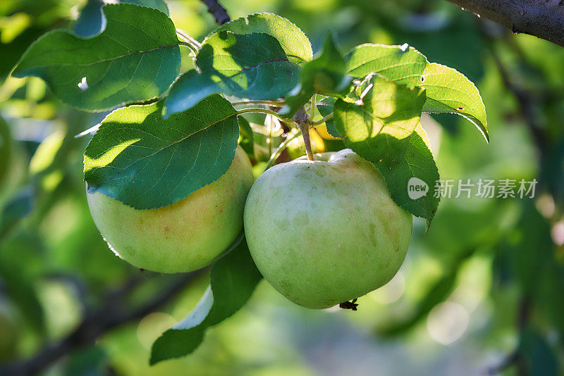 树枝上的苹果