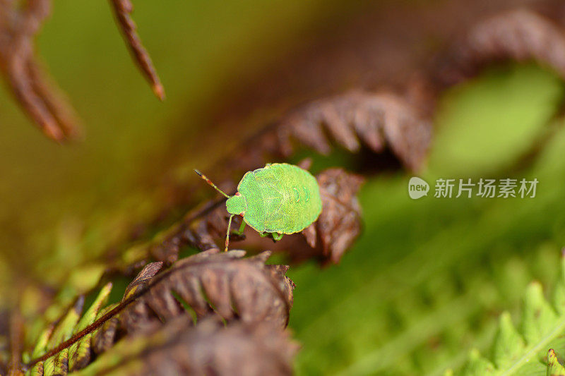 绿盾虫的若虫阶段。