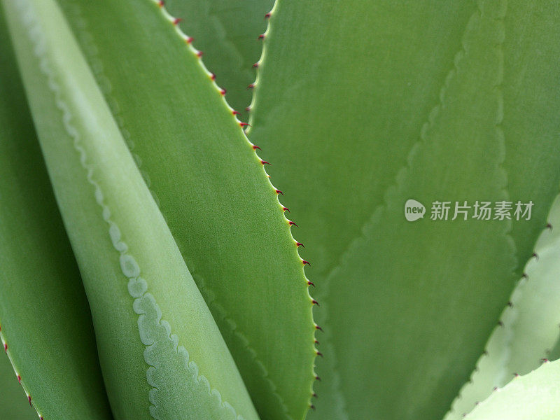 芦荟植物