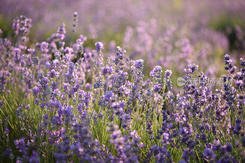 阳光下的薰衣草花，特写