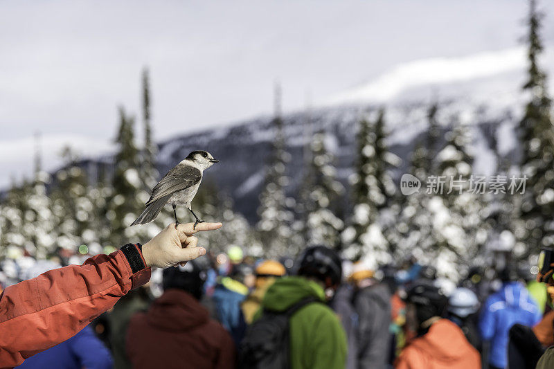 滑雪者在惠斯勒滑雪场喂鸟
