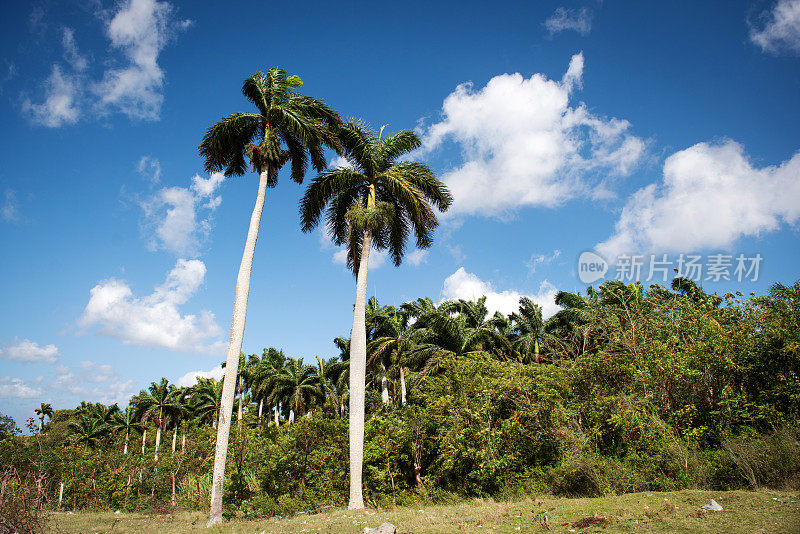 Palmtrees,古巴