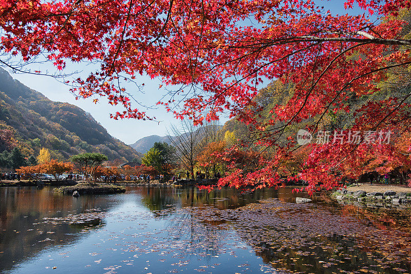 韩国白癜风的秋色