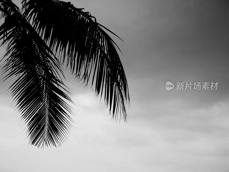 暴风云背景上的棕榈树叶子