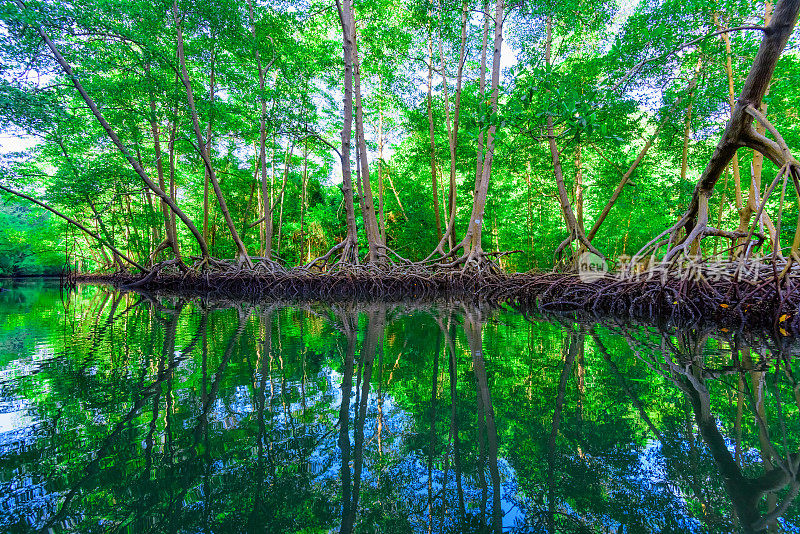 红树林的绿树倒映在水中