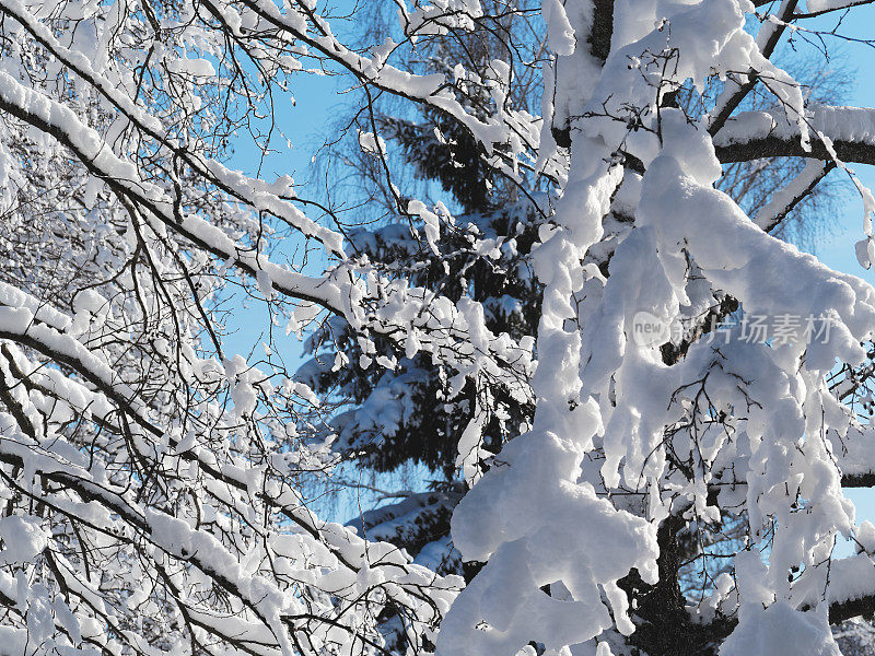 树枝上的雪