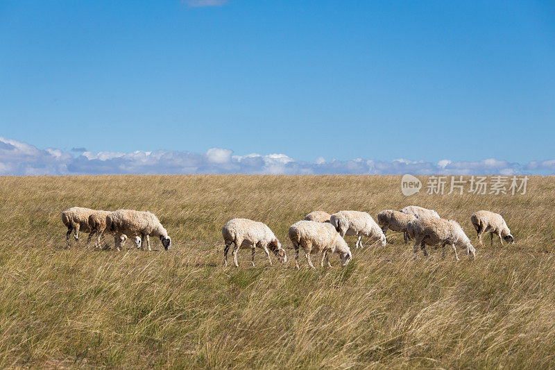 秋天的草原和羊群