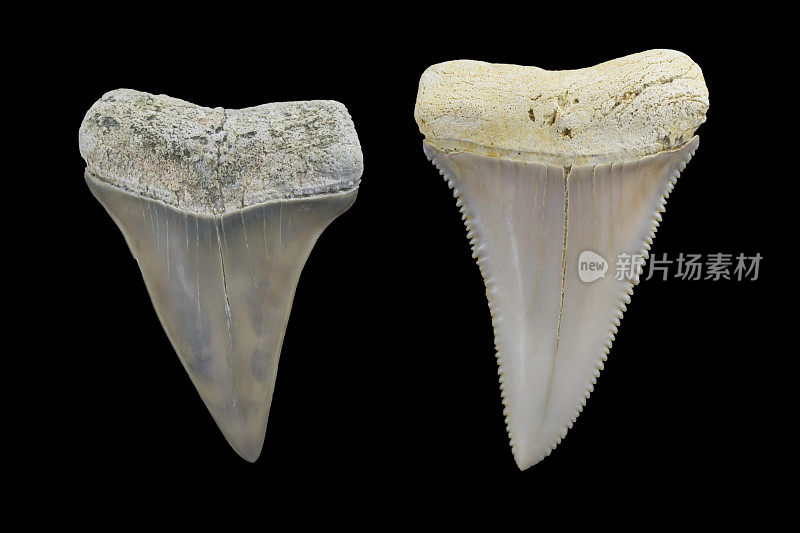 鲨鱼牙齿化石对比照片-灰鲭鲨与大白鲨。李溪化石。