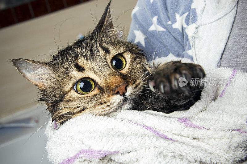 一只裹着毛巾的猫