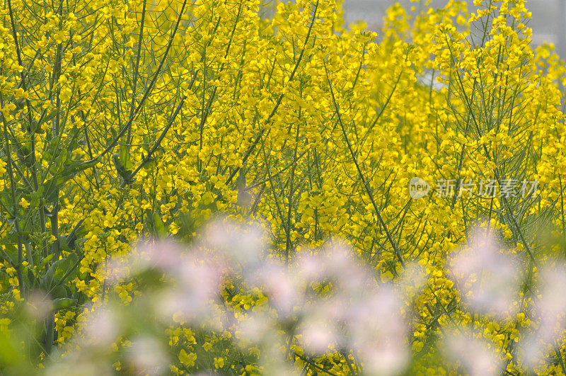 油菜花领域