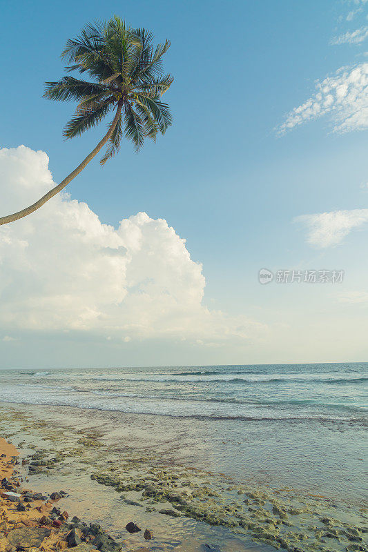 斯里兰卡希卡杜瓦海滩上的印度洋海岸上的棕榈树。