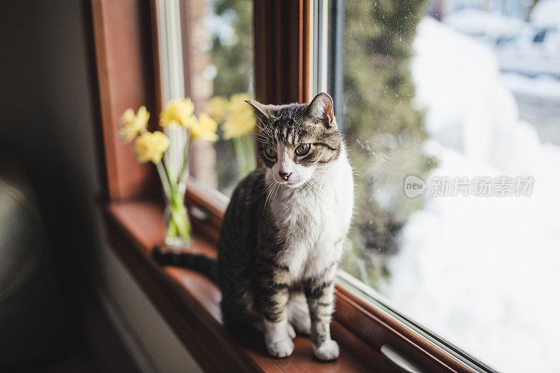 虎斑猫在窗台上看着窗外的水仙花