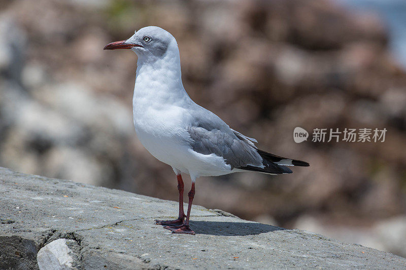 南非:灰头鸥