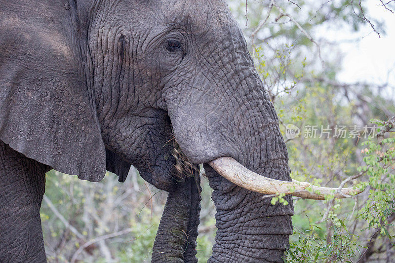 南非:非洲丛林象