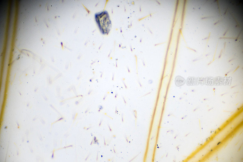 显微镜下蜜蜂的翅膀