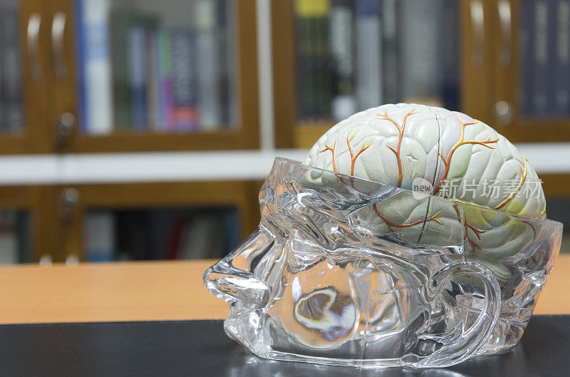 桌子上有大脑模型
