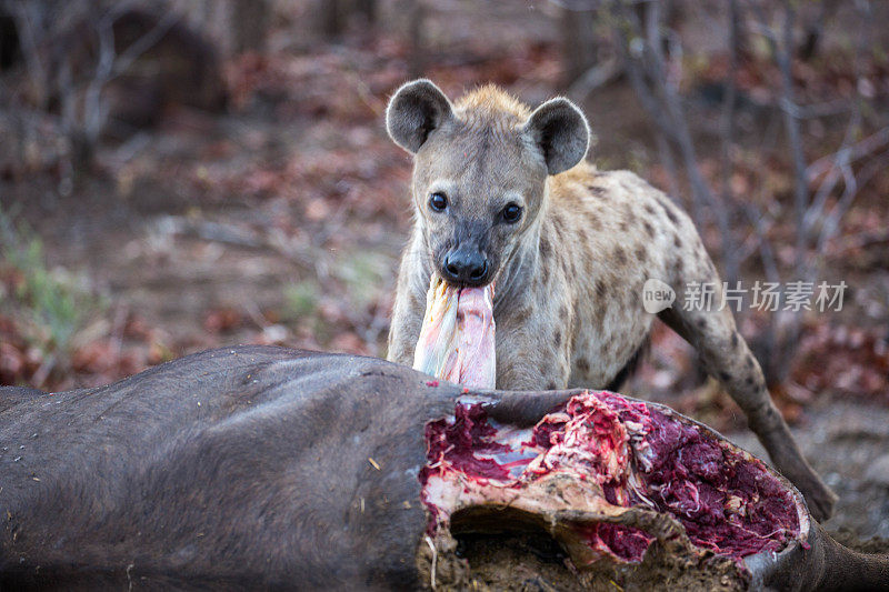 南非:斑点鬣狗