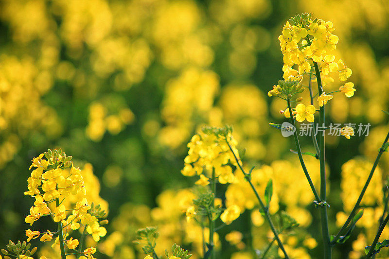 农田上的油菜籽植物