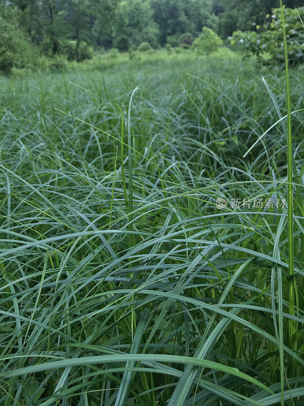 湿地的沼泽草