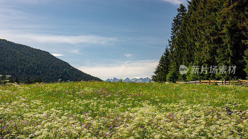 郁郁葱葱的草地和遥远的山脉周围的野湖在奥地利阿尔卑斯山