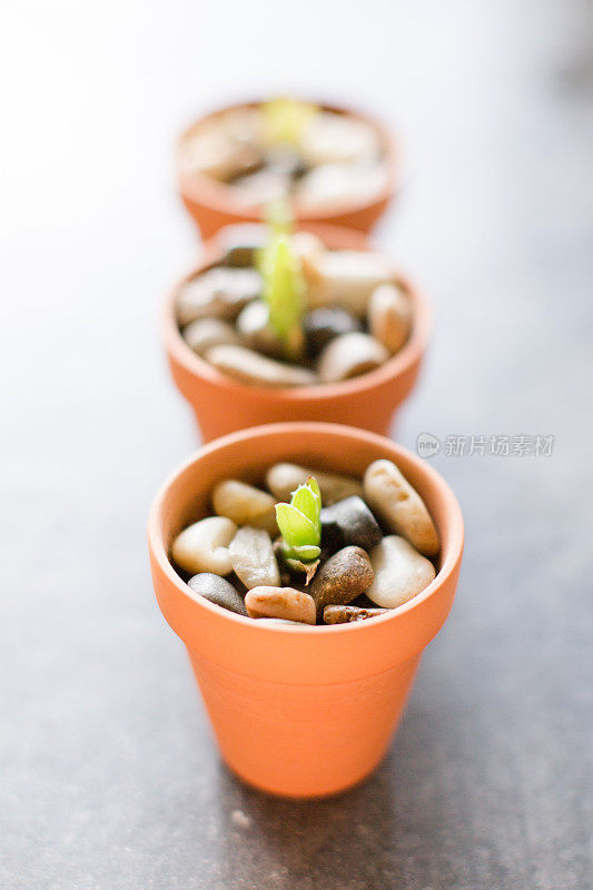 迷你盆栽芦荟植物