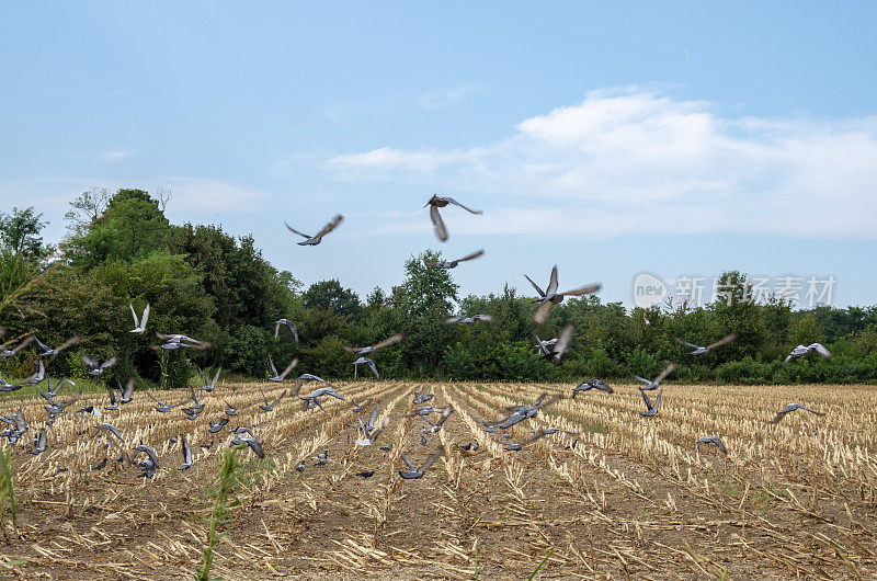 一群鸽子在耕地上飞翔