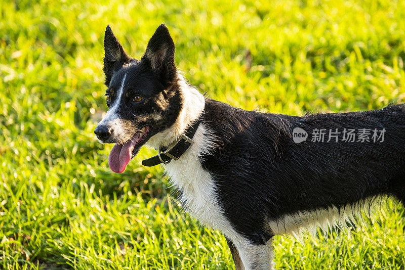 田野里训练有素的牧羊犬