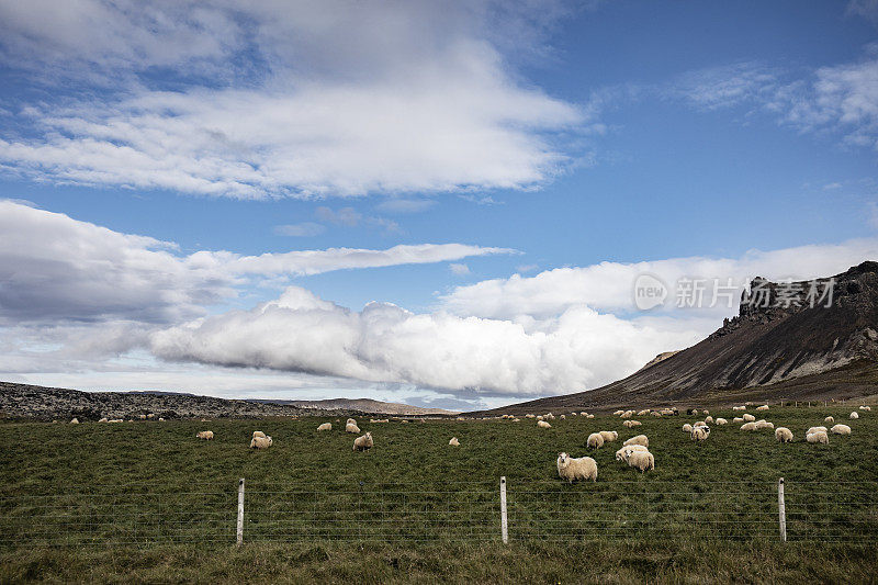 羊在冰岛的Snaefellsnes农场吃草