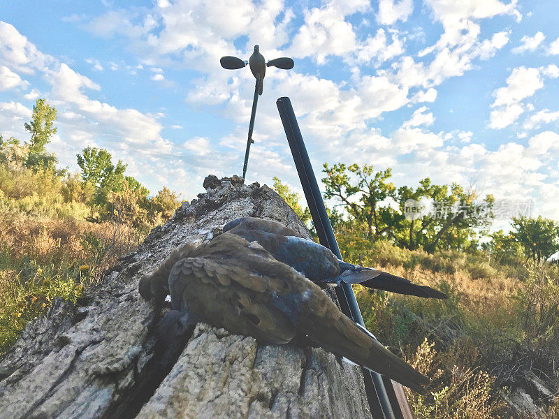 科罗拉多州西部的猎鸽收获区
