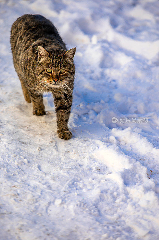 冬天雪地上的猫-真正的猫步