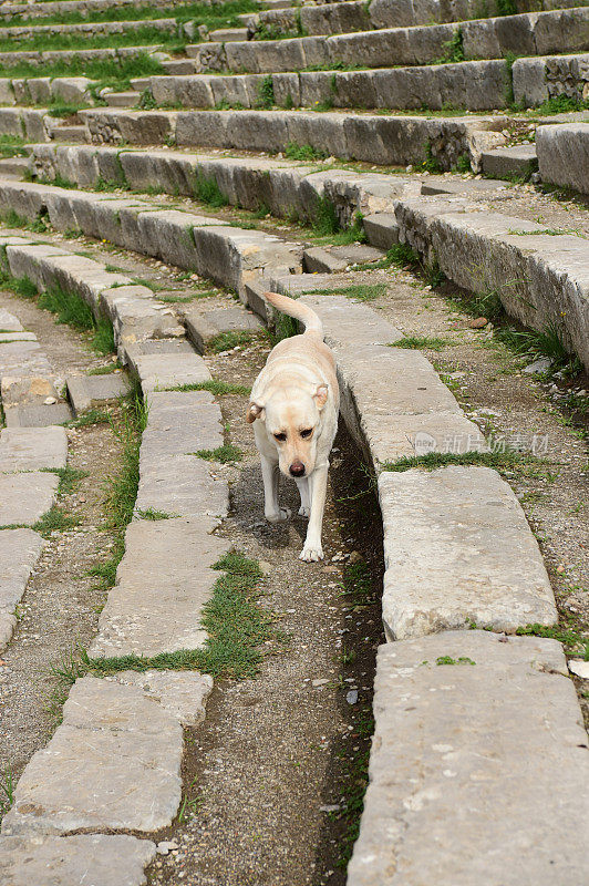 西西里的拉布拉多寻回犬