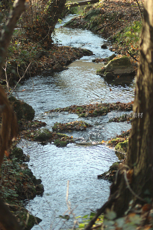 森林倒影在河水上