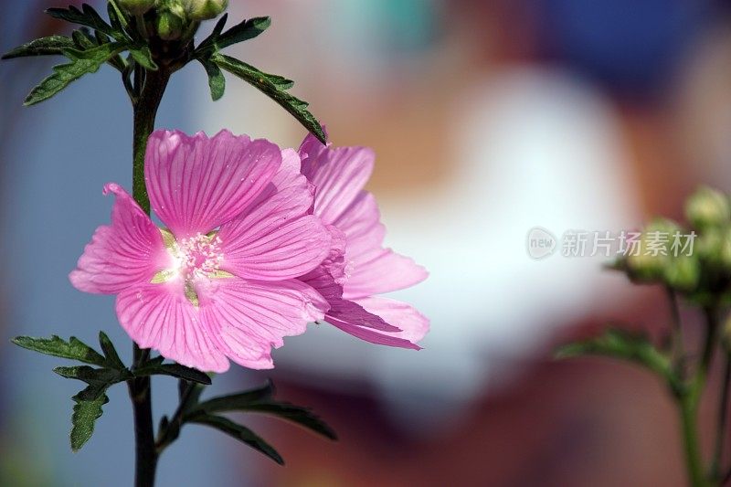 2018年的背景。锦葵(Malva)的特写。巴伐利亚,德国。