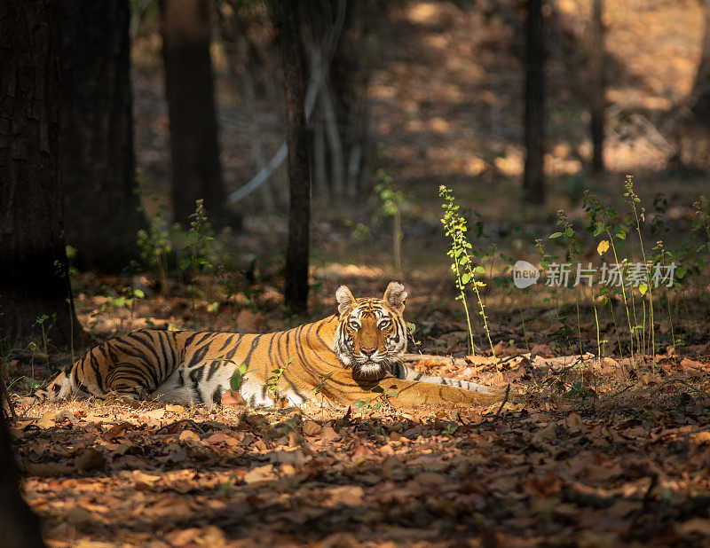 孟加拉虎躺在班德哈瓦国家公园的森林里，印度