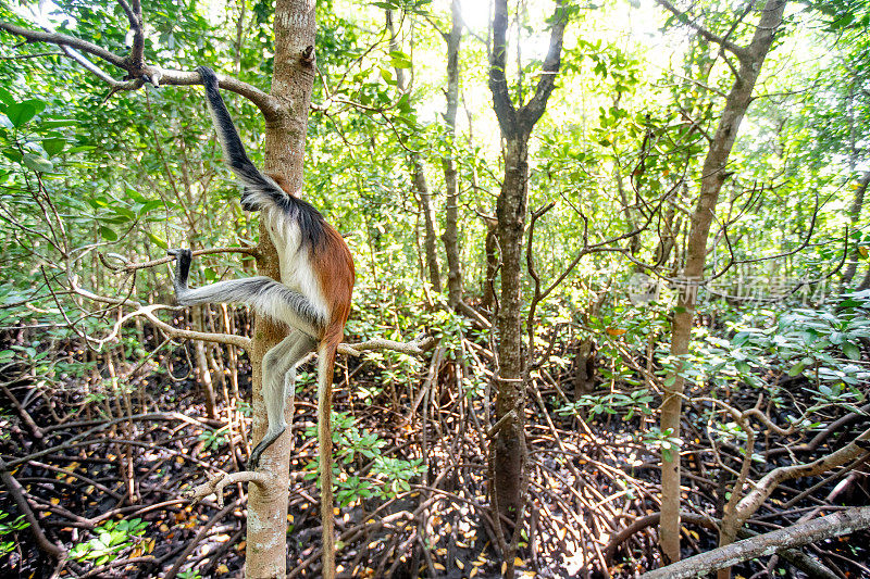 桑给巴尔岛乔扎尼森林里的红疣猴