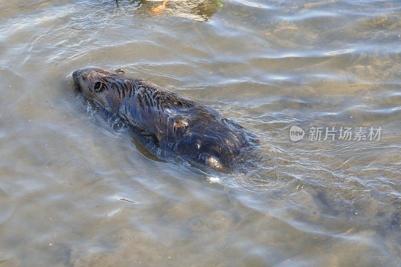 近景北美海狸游泳