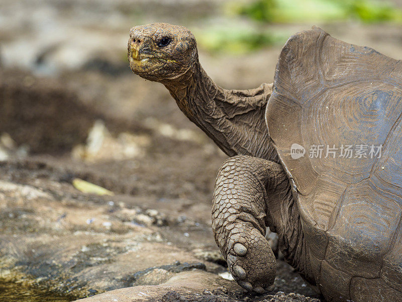 加拉帕戈斯群岛巨大的乌龟