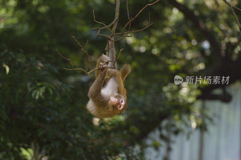 猴子在树上玩