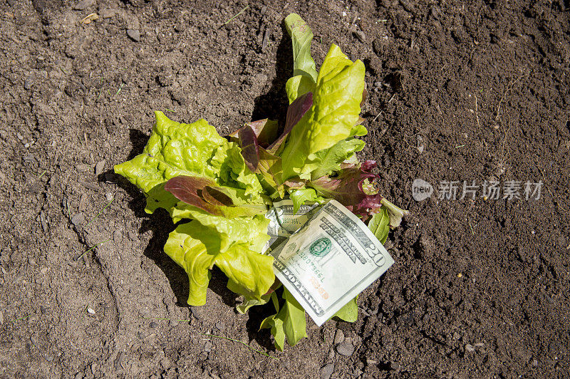 在后院种植金钱莴苣