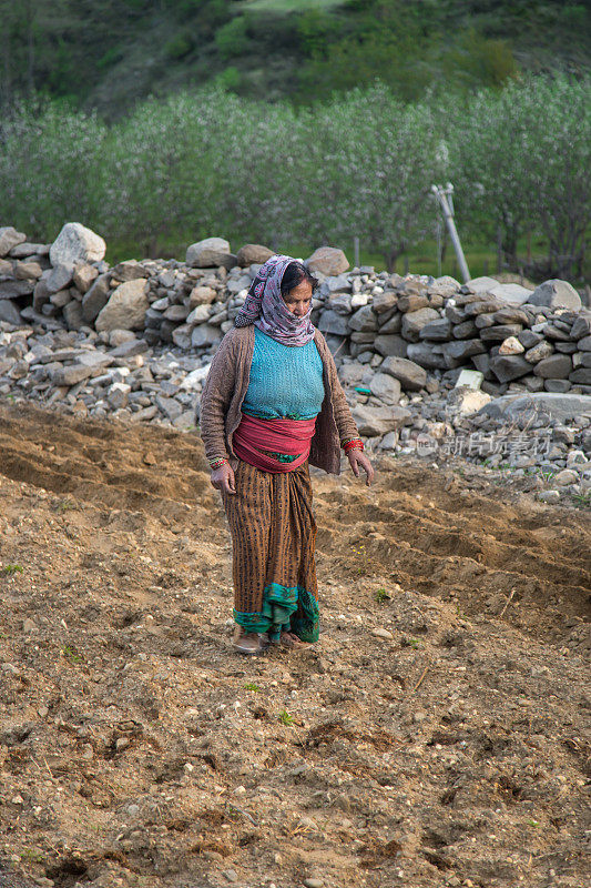 可怜的印度农妇在地里干活