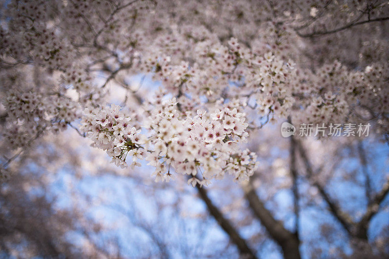 樱桃树开花